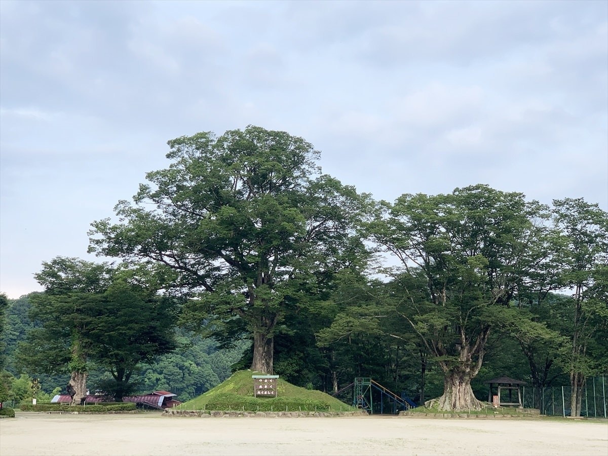 大子町立だいご小学校　大ケヤキ